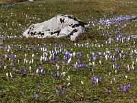 Großer Fels in der Krokuswiese